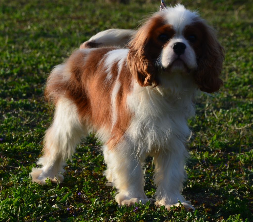 Cavalier king charles outlet spaniel curly coat